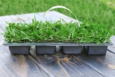 Image showing  St Augustine ProVista Tray 16 pk. Grass Plugs