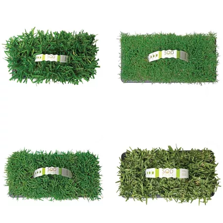 SodPods Multi Variety 32 pk Grass Plugs Ground Cover Plants