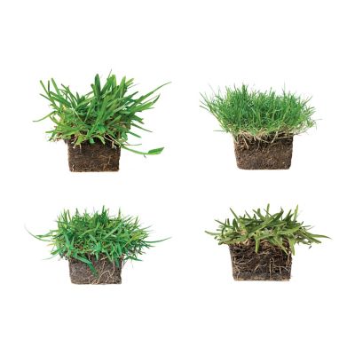 Image showing  Multi Variety 32 pk. Grass Plugs