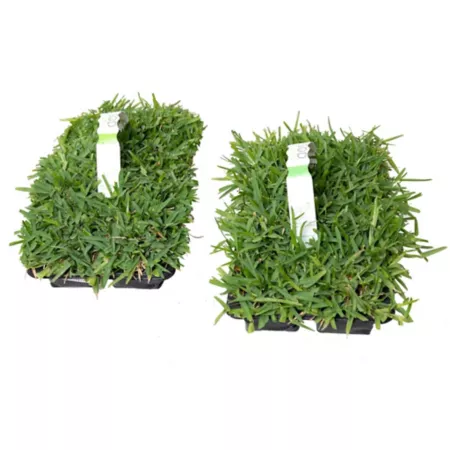 SodPods Sun & Shade Weed Plug 16 Pack. Ground Cover Plants