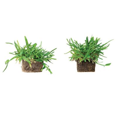 Image showing  Medium Green Sun & Shade Grass Plug Plants, 16 pc.
