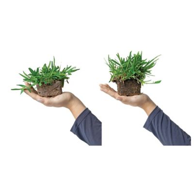 Image showing  Medium Green Sun & Shade Grass Plug Plants, 16 pc.