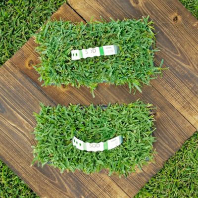 Image showing  Medium Green Sun & Shade Grass Plug Plants, 16 pc.