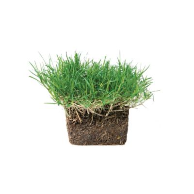 Image showing  Bermuda Grass Plugs 64 pk., NutriPod Bundle