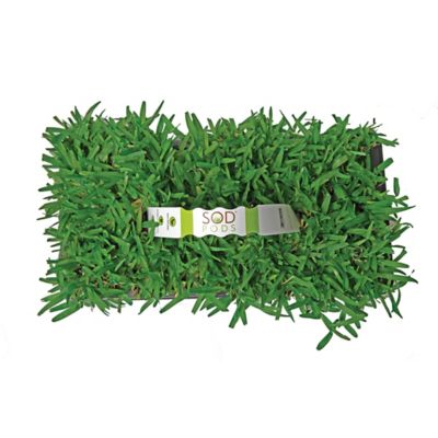 Image showing 4 th SodPods St Augustine Seville Grass Plugs 32 pk., NutriPod Bundle