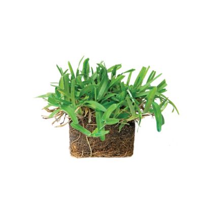 Image showing  St Augustine Seville Grass Plugs 64 pk., NutriPod Bundle