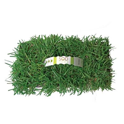 Image showing 4 th SodPods Centipede Grass Plugs 32 pk., NutriPod Bundle