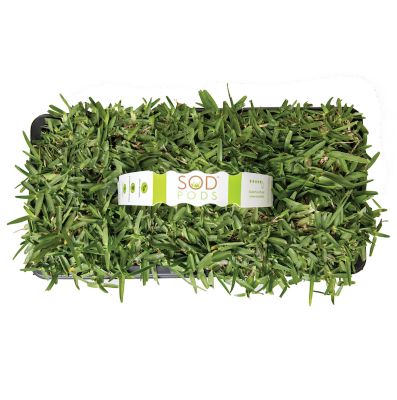 Image showing  CitraBlue Grass Plugs 16 pk., NutriPod Bundle