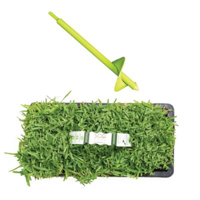 Image showing  St Augustine Seville Grass Plugs 32 pk., SP Power Planter