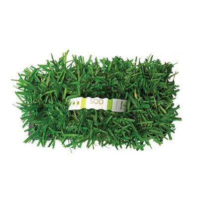Image showing 5 th SodPods St Augustine Floratam Grass Plugs 32 pk., SPPlanter, NutriPod Bundle