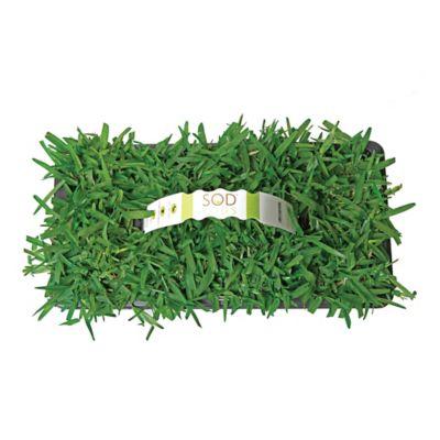 Image showing 5 th SodPods St Augustine Palmetto Grass Plugs 64 pk., SPPlanter, NutriPod Bundle