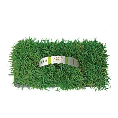 Image showing 5 th SodPods Zoysia Grass Plugs 32 pk., SPPlanter, NutriPod Bundle