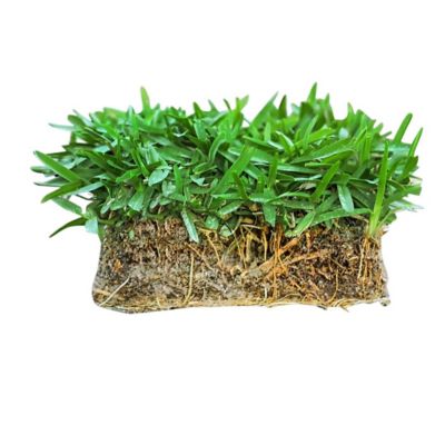 SodPods Grass Plugs Mega St Augustine Floratam 4 pk.