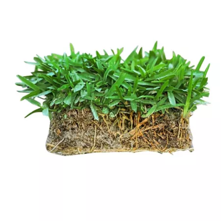 SodPods Mega St Augustine Floratam Weed Plugs 4 pk. Ground Cover Plants