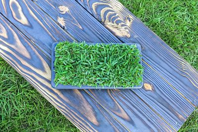 Image showing  Grass Plugs Mega St Augustine Floratam 8 pk.