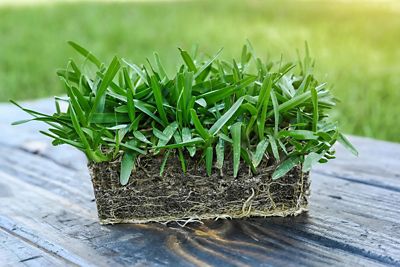 Image showing  Grass Plugs Mega St Augustine Floratam, 16-Pack