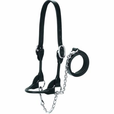 Weaver Livestock Leather Dairy/Beef Rounded Show Halter, 14-17 in. Crown Strap, 5-1/4 in. Cheek Piece, 7 in. Noseband
