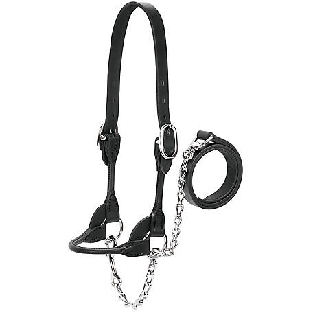 Weaver Leather Dairy/Beef Rounded Show Halter, 14-17 in. Crown Strap, 5-1/4 in. Cheek Piece, 7 in. Noseband