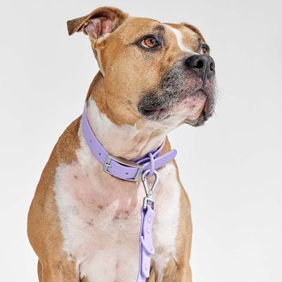Image showing  Dog Collar, Navy, Large
