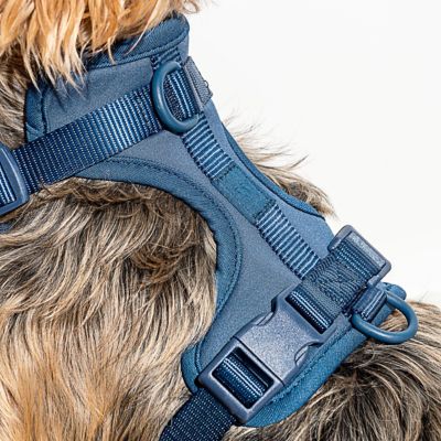 Image showing  Dog Harness, Blue, Large