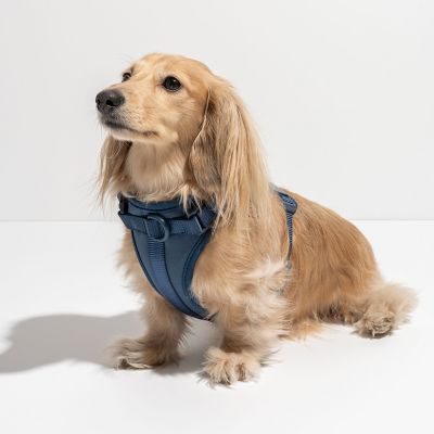 Image showing  Dog Harness, Blue, Large