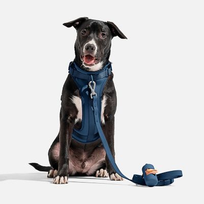 Image showing  Dog Harness, Blue, Large