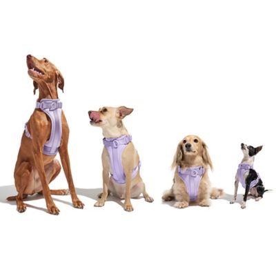 Image showing 5 th Wild One Dog Harness, Blue, Large