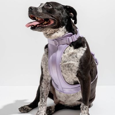 Image showing  Dog Harness, Blue, Large