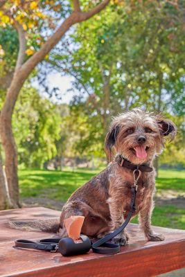 Image showing  Poop Bag Carrier, Black