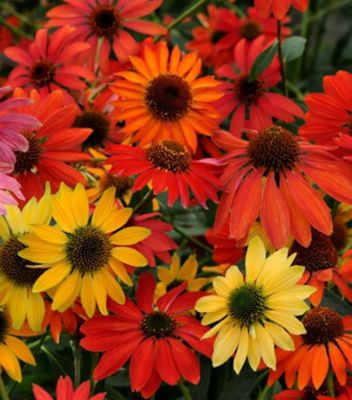Echinacea Cheyenne Spirit, 1 gal., 1005952