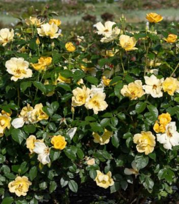 Knockout Rose Easy Bee-Zy, 3 gal.