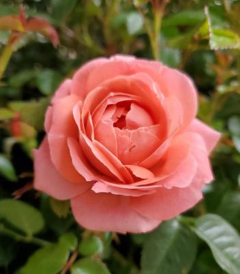 Knockout Rose Orange Glow, 3 gal.