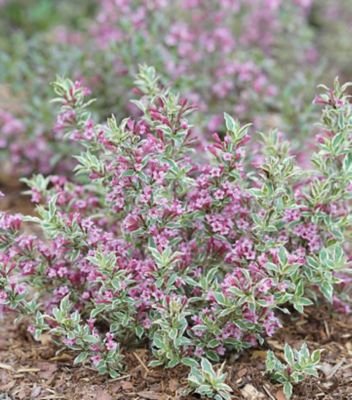 Proven Winners Weigela My Monet Purple Effect, 2 gal.
