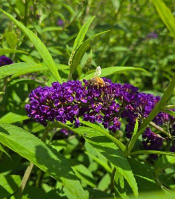 3 gal. Buddleia Black Knight