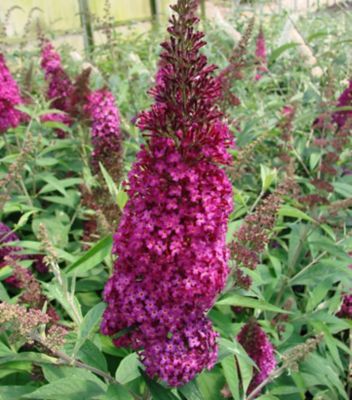 First Editions 3 gal. Buddleia Funky Fuchsia