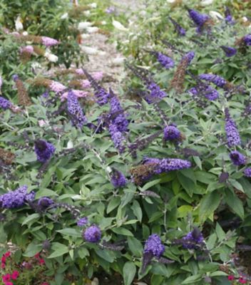 Proven Winners 3 gal. Buddleia Pugster Blue