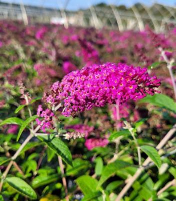 Proven Winners 3 gal. Buddleia Miss Ruby