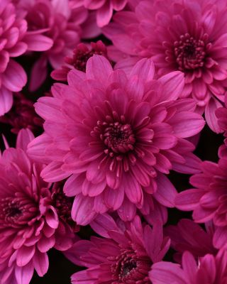 8 in. Pink/Purple Mum