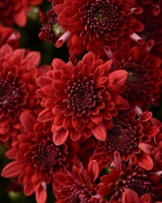 8 in. Red Mum