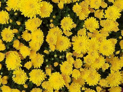 12 in. Gold/Yellow Mum