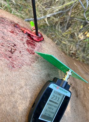 Image showing  Recovery System Bowhunting Recovery System, RF Transmission Recovery System - Compound bow setup