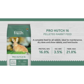 Kent rabbit outlet feed