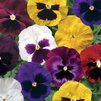 Image showing Pansy, 4 pk.