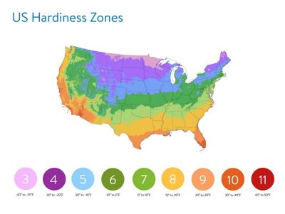 Image showing Pansy, 4 pk.