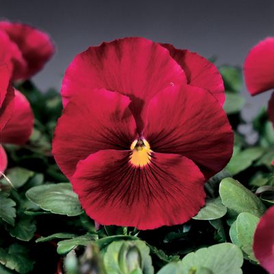 Image showing Pansy, 4 pk.