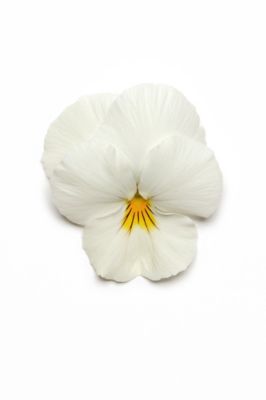 Image showing Pansy, 4 pk.