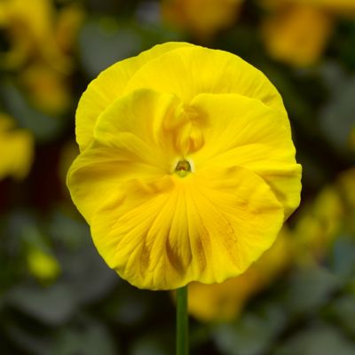 Image showing 5 th Unbranded Pansy, 4-Pack