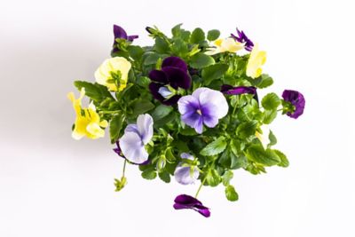Image showing 1 qt. Pansy