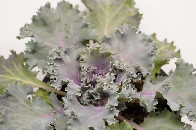 Image showing 1 qt. Cabbage And Kale
