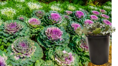 Image showing 1 qt. Cabbage And Kale
